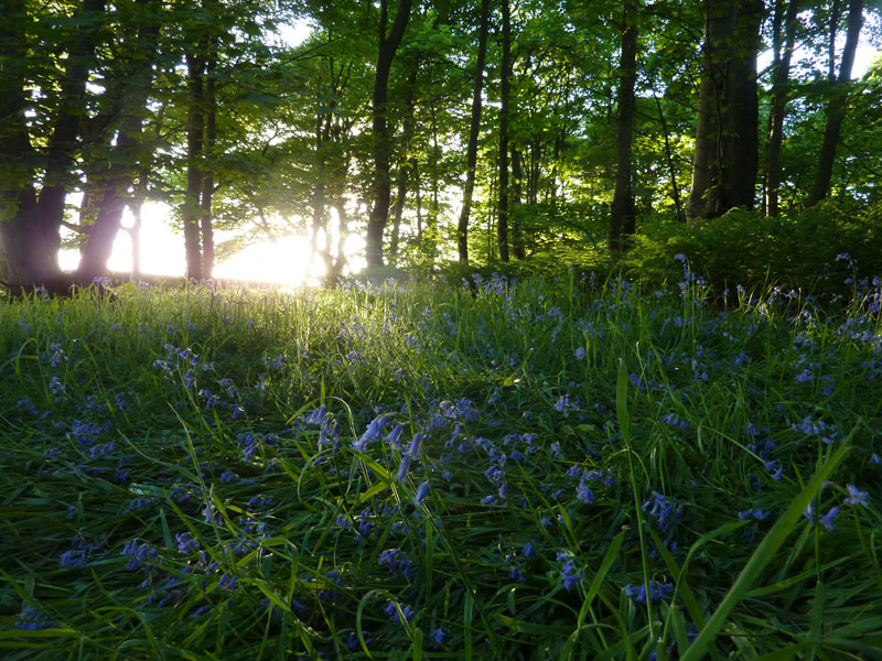 Sabden Woods